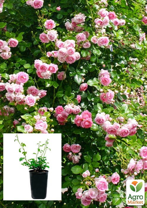 Роза в контейнере плетистая "Jasmina" (саженец класса АА+)