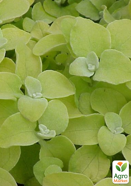 Геліхрізум ампельний "Gold Leaf" - фото 2