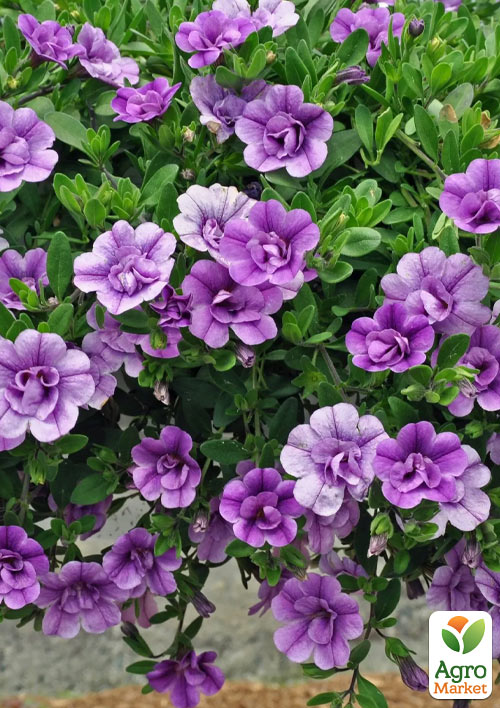 Калибрахоа Mini Famous Neo Double "Loopy Lavender" 