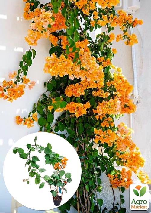 Бугенвіллія кімнатна квітуча "Orange Ice"