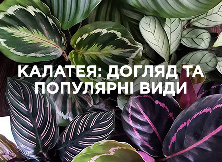 Калатея: уход и популярные виды