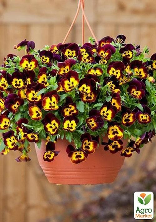 Віола ампельна Cool Wave "Fire" - фото 2