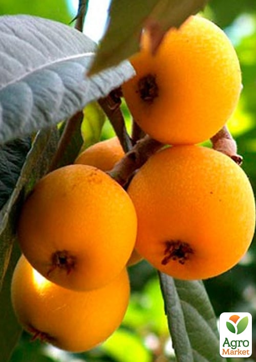 Мушмула "Японська" (літній сорт)