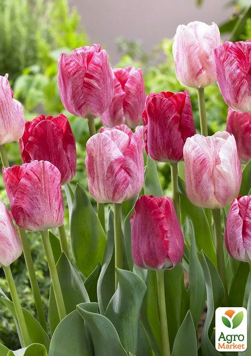 Тюльпан "Hemisphere"