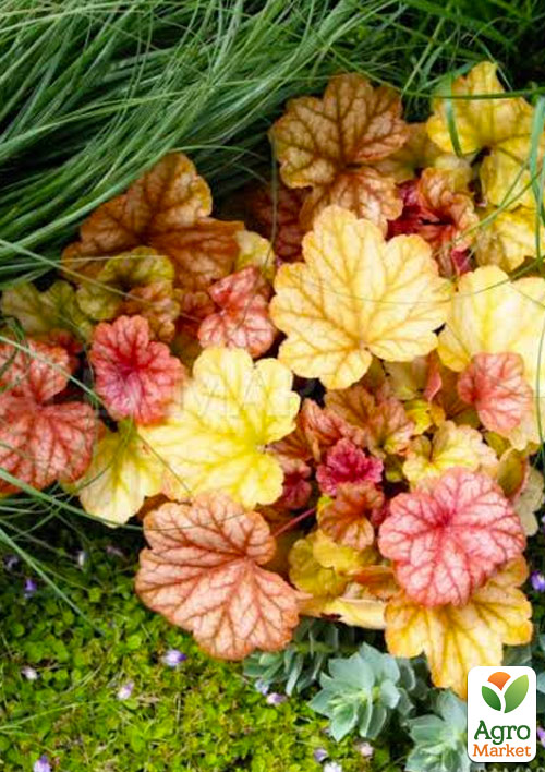 Гейхера (Heuchera) "Champagne" С1 (висота 15-30см)