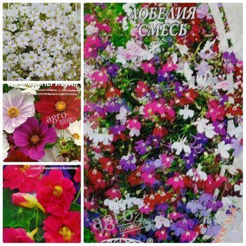 Комплект семян цветов "Экзотический океан" 5уп