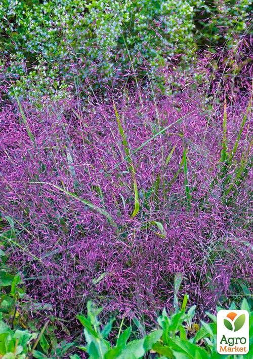 Эрагростис розовый "Purple Love" 