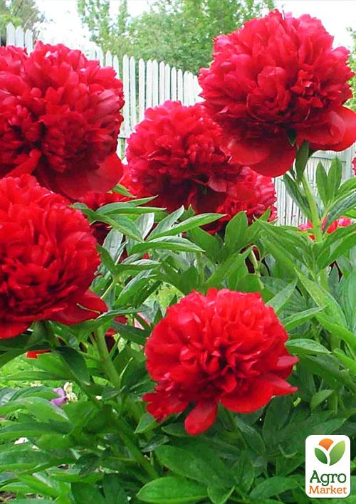 Півонія трав'яниста "Діана Паркс" NEW