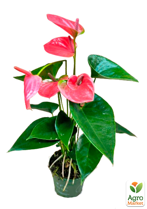 Антуриум (Anthurium) "Shell Coral" высота 20-30см - фото 7