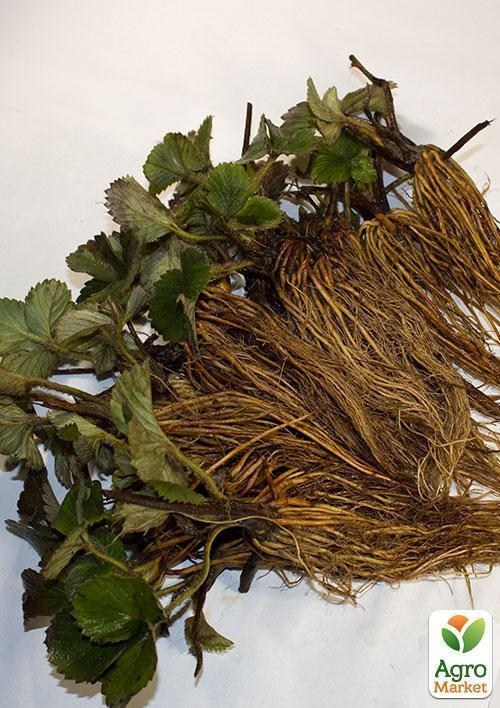 Клубника "Флоретта" (Floretta) 5шт (ранний срок созревания, сорт очень транспортабелен) - фото 4