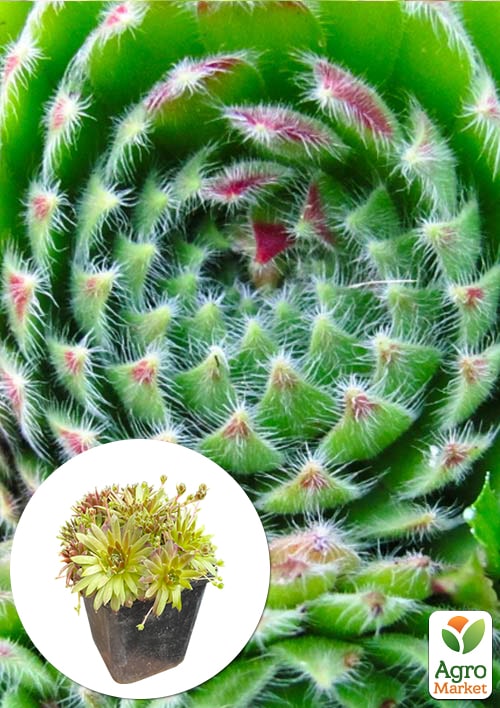 Молодило паутинистое "Corona"