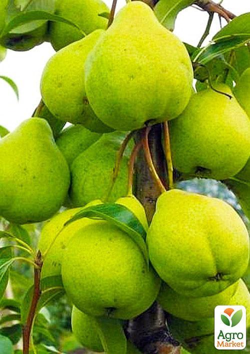 Груша колоновидная "Зеленый дождь" (осенний сорт)