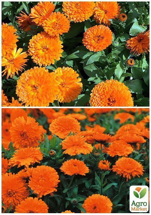 На вагу Календула "Помаранчевий король" ТМ "Весна" ціна за 3г - фото 3