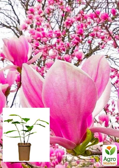 Магнолія 3-х річна Суланжа "Alexandrina" (висота 40-50см)