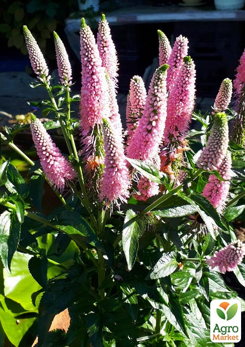 Вероніка колосиста "First Choice" вазон С2