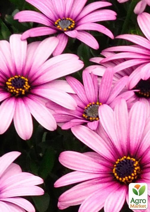 Остеоспермум "Enya" (контейнер № 10, висота 10-20 см)