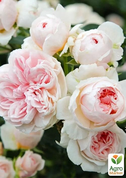 Роза в контейнере плетистая "Sabrina" (саженец класса АА+) - фото 3