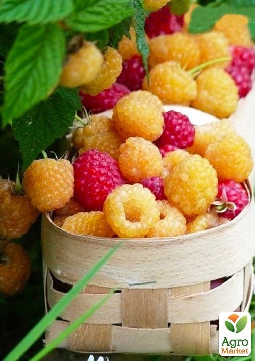 Уцінка!!! Малина мікс сортів.