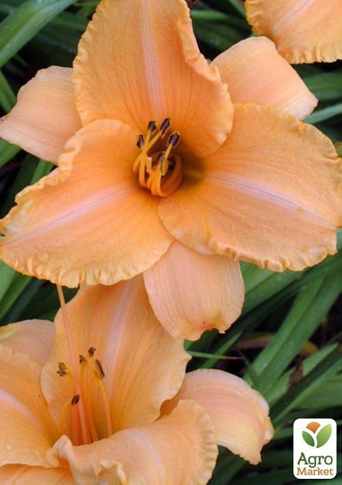 Лилейник "Breath of Rust" 1шт в упаковке