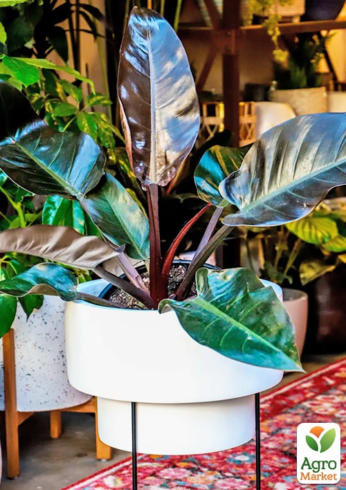 LMTD Філодендрон "BLACK CARDINAL" висота 30-40см - фото 6