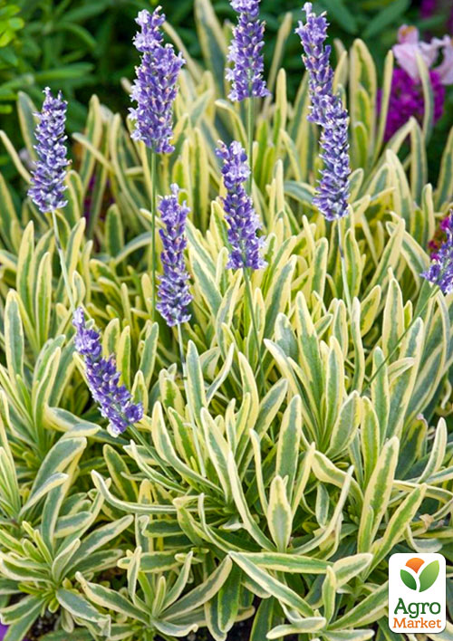 Лаванда пестролистная "Platinum Blonde" (контейнер № 10, высота 10-15 см)