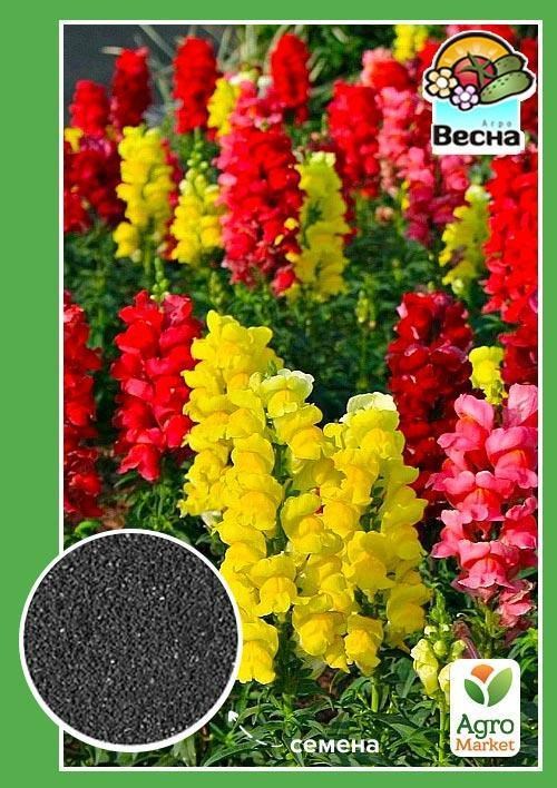 Антірінум "Левовий зів" (Великий пакет) ТМ "Весна" 1г