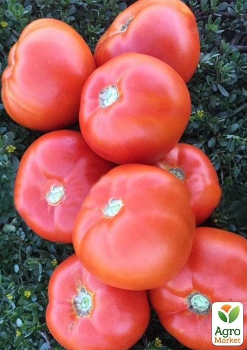 Томат детермінантний "1801 F1" ТМ "Lark Seeds" 500шт