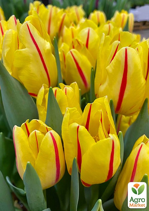 Тюльпан "Hocus Pocus" (размер 10/11 , крупный) 3шт в упаковке - фото 2