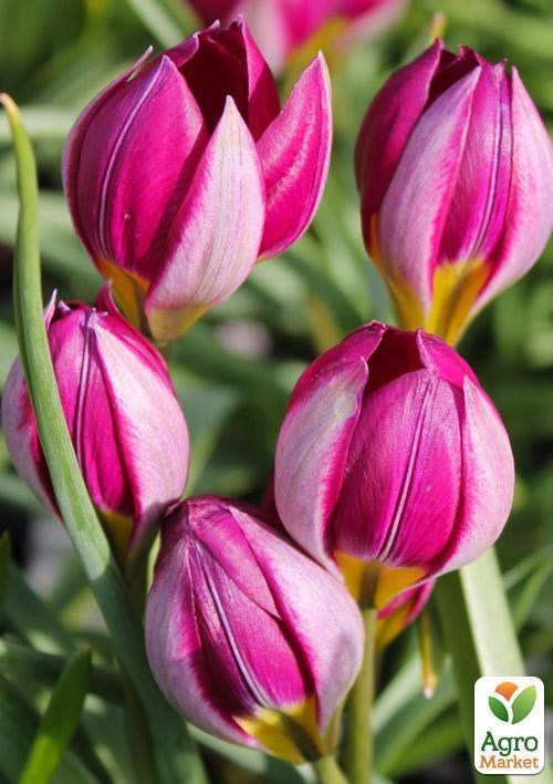 Тюльпан "Pulchella Persian Pearl" 5шт в упаковці