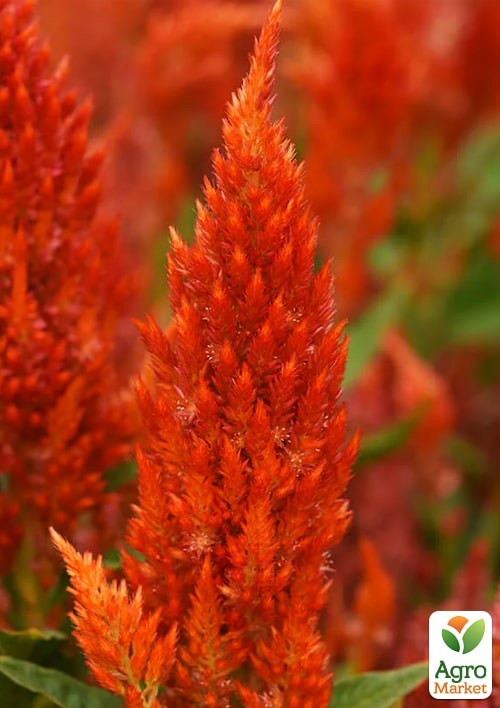 Целозия серебристая Sunday "Orange" - фото 5