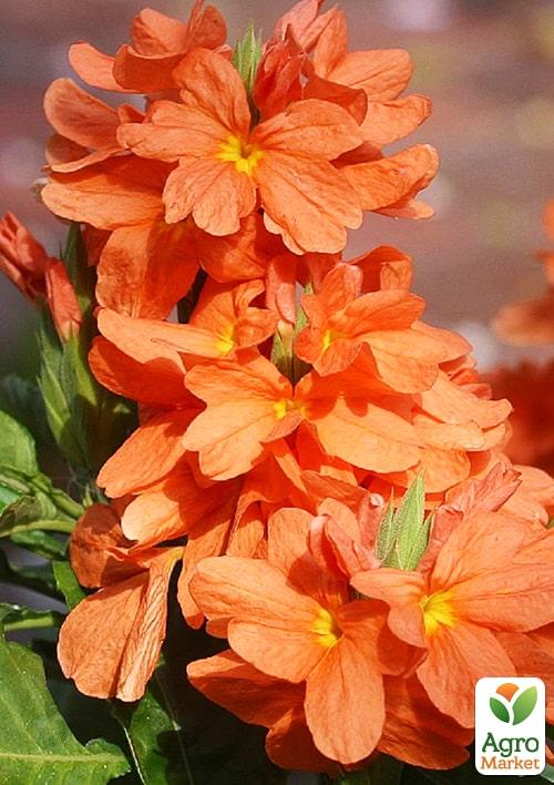 Кроссандра (Crossandra) "Fortuna" - фото 6