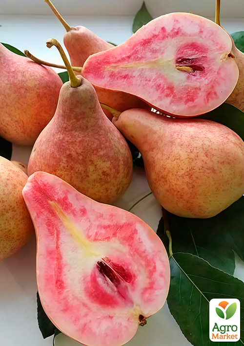 Груша "Свадебная" укорененная в контейнере (саженец 2 года)