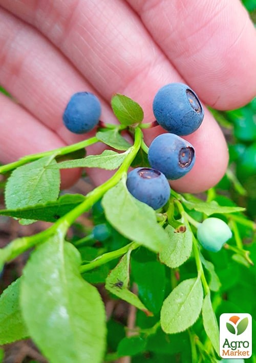 Черника "Лесная Жемчужина" (ароматный сорт) - фото 2