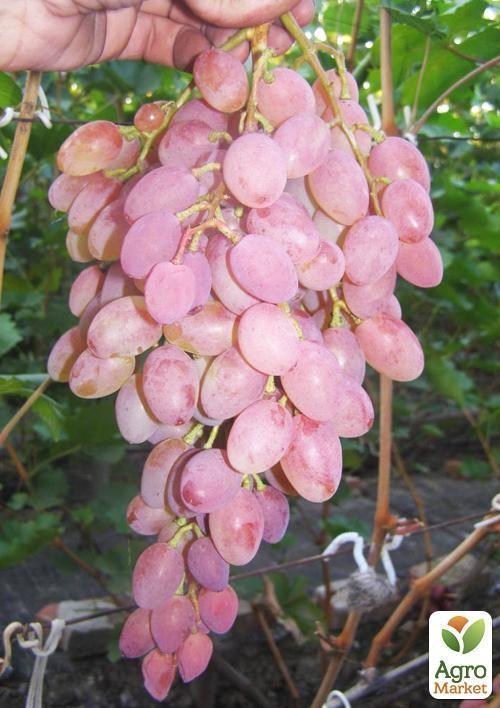 Виноград "Бастра" (кишмиш) - фото 3