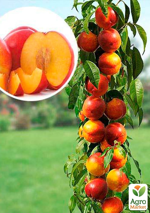 Нектарин колоновидный "Фантазия"