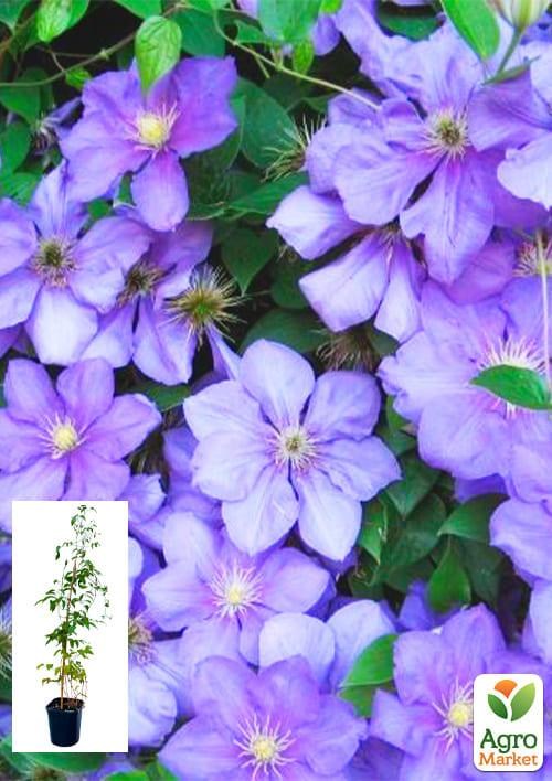 Клематис 3-х летний "General Sikorski" С2