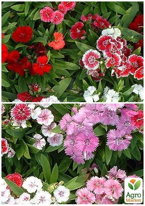 На вагу Гвоздика Китайська суміш ТМ "Весна" ціна за 2г - фото 2