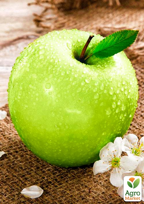 Яблуня "Кальвіль Сніговий" (зимовий сорт, пізній термін дозрівання) - фото 5