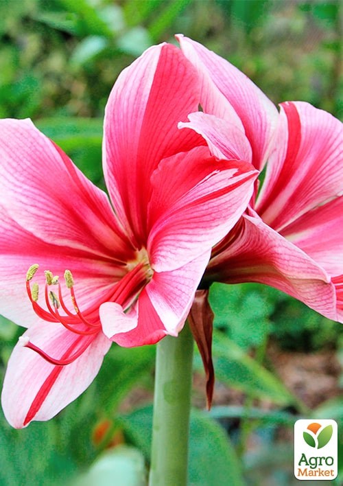 Гиппеаструм простой "Gervase" (Амариллис)  - фото 3