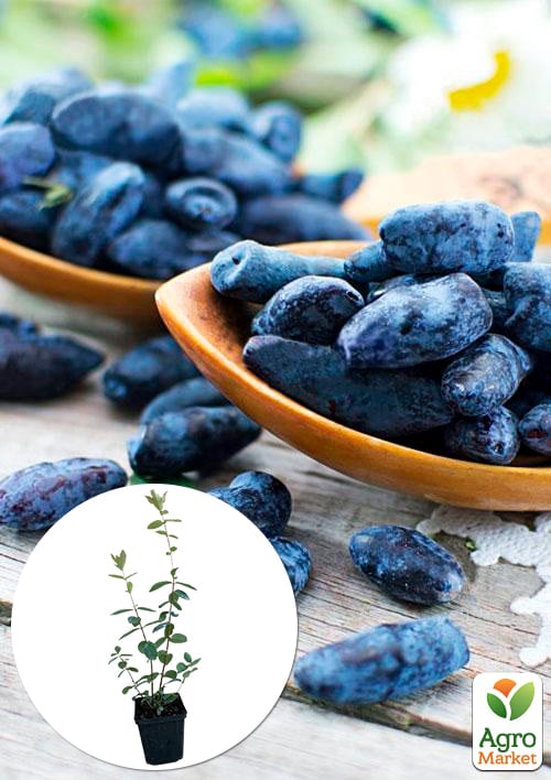 Жимолость "Алісія" (середньопізній термін дозрівання, ягоди з куща не обсипаються)