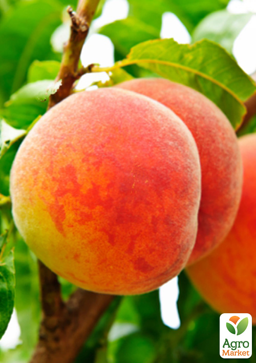 Персик "PF-24-007" 
