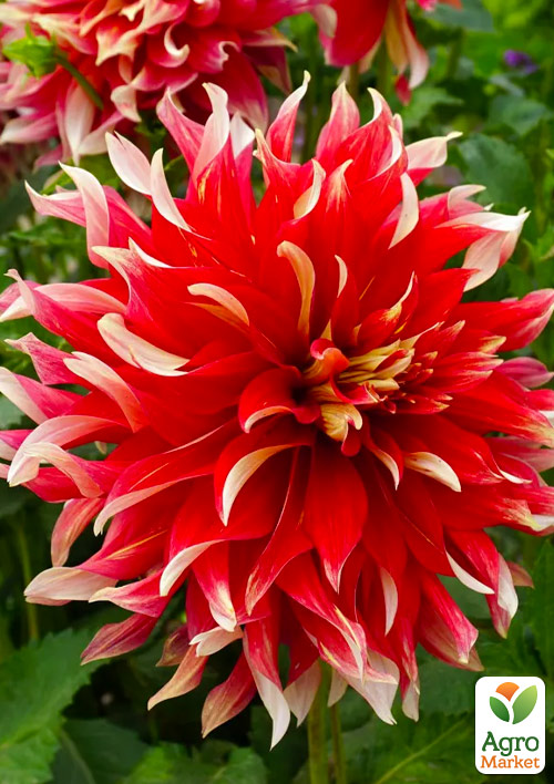 Жоржина "Bodacious" (гігантська квітка) - фото 2