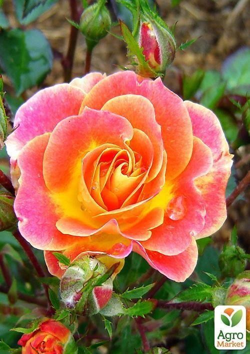 Роза поліантових "Samba"