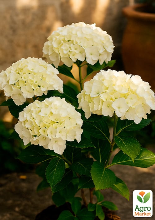 Гортензия крупнолистная белая "Bright White" 1 саженец в упаковке