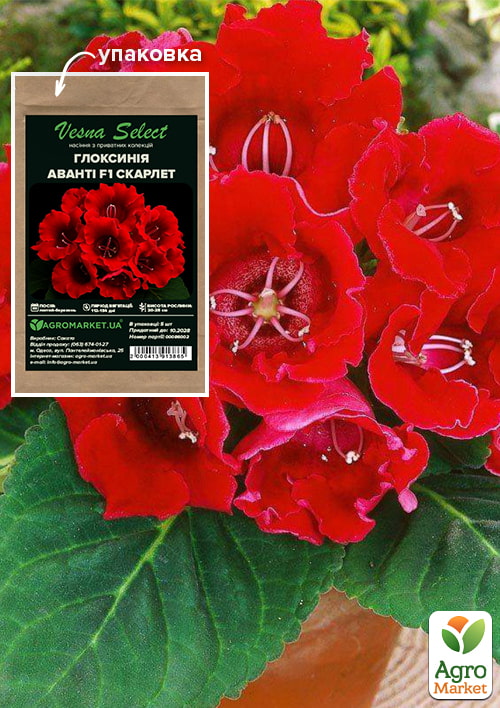 Глоксинія "Аванті F1" скарлет ТМ "Vesna Select" 5шт
