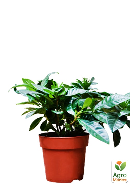 Гарденія жасминоподібна "The first love" (Gardenia jasminoides) - фото 6