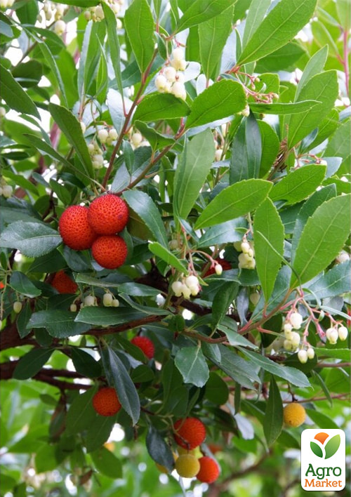 Арбутус розовоцветный "Cobra" (земляничное дерево) вазон Р9 - фото 2