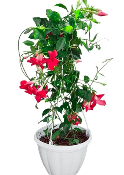 Дипладенія 2-х річна (Mandevilla) "Velvet Red" (висота 40-50см, підвісний вазон) - фото 5