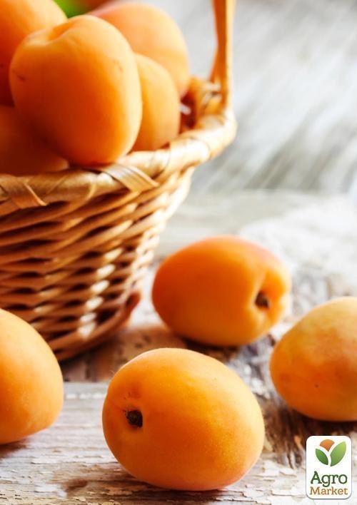 Абрикос "Хачалаба" (літній сорт, ранній термін дозрівання)