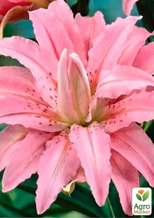 Лилия "Broken Heart" 1шт в упаковке